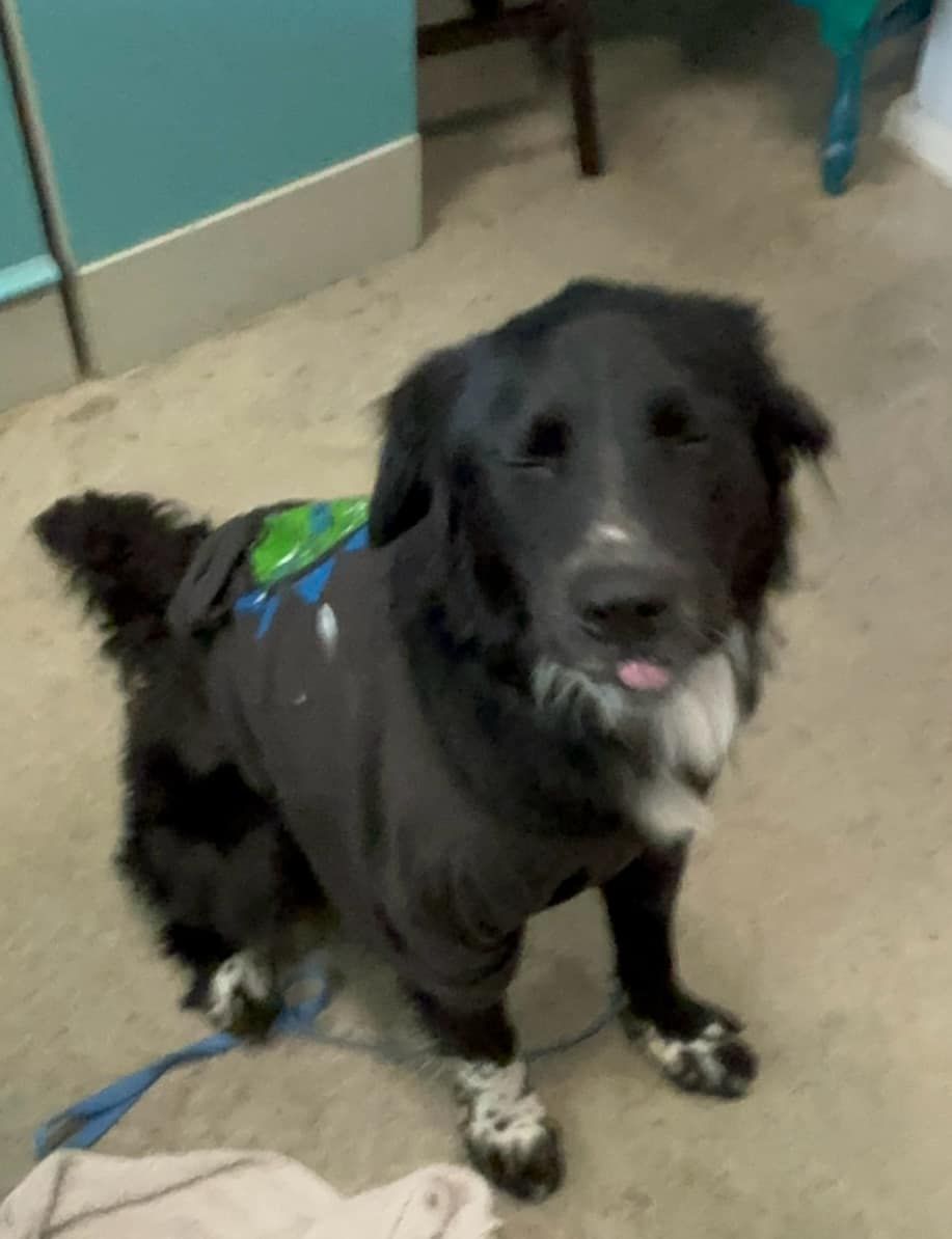 Izard County Animal Rescue Effort (ICARE)