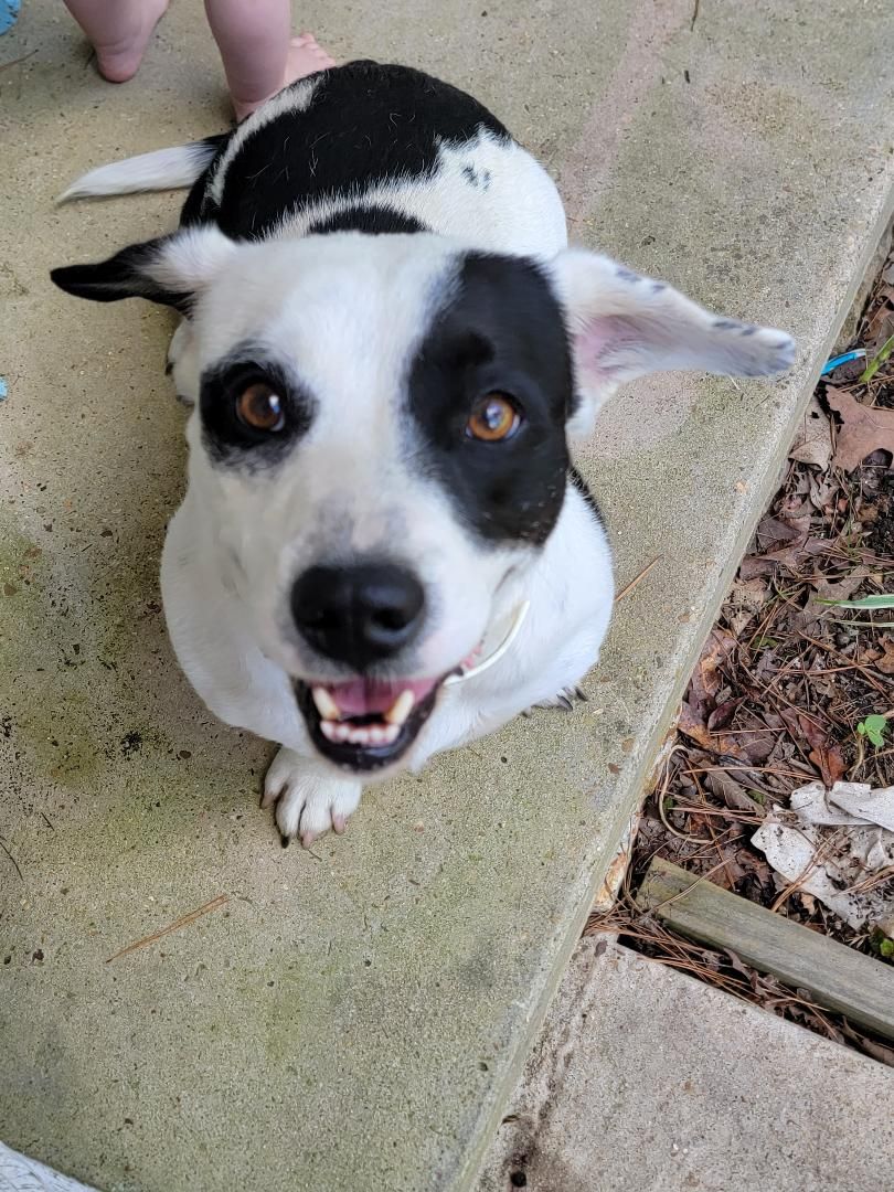 Izard County Animal Rescue Effort (ICARE)