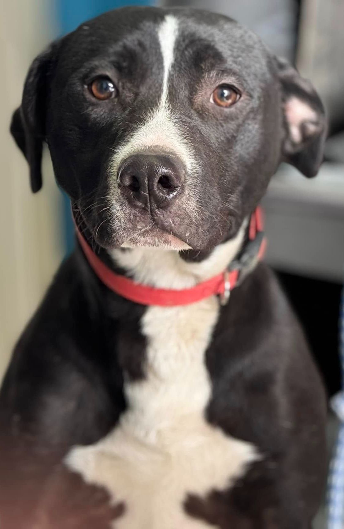 Friends of Horseshoe Bend Animals