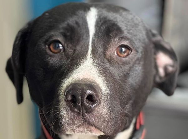 Friends of Horseshoe Bend Animals