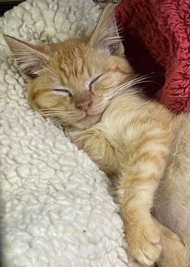 Friends of Horseshoe Bend Animals