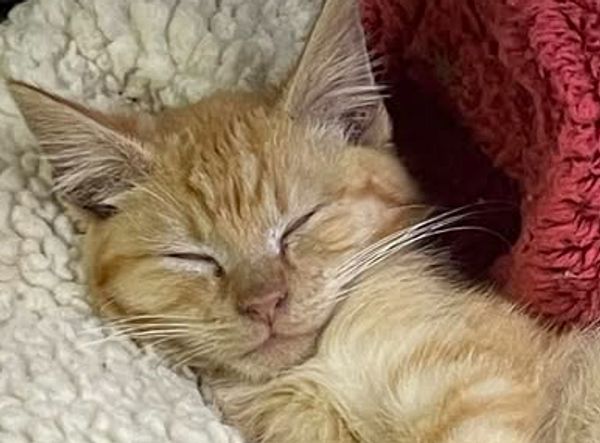 Friends of Horseshoe Bend Animals