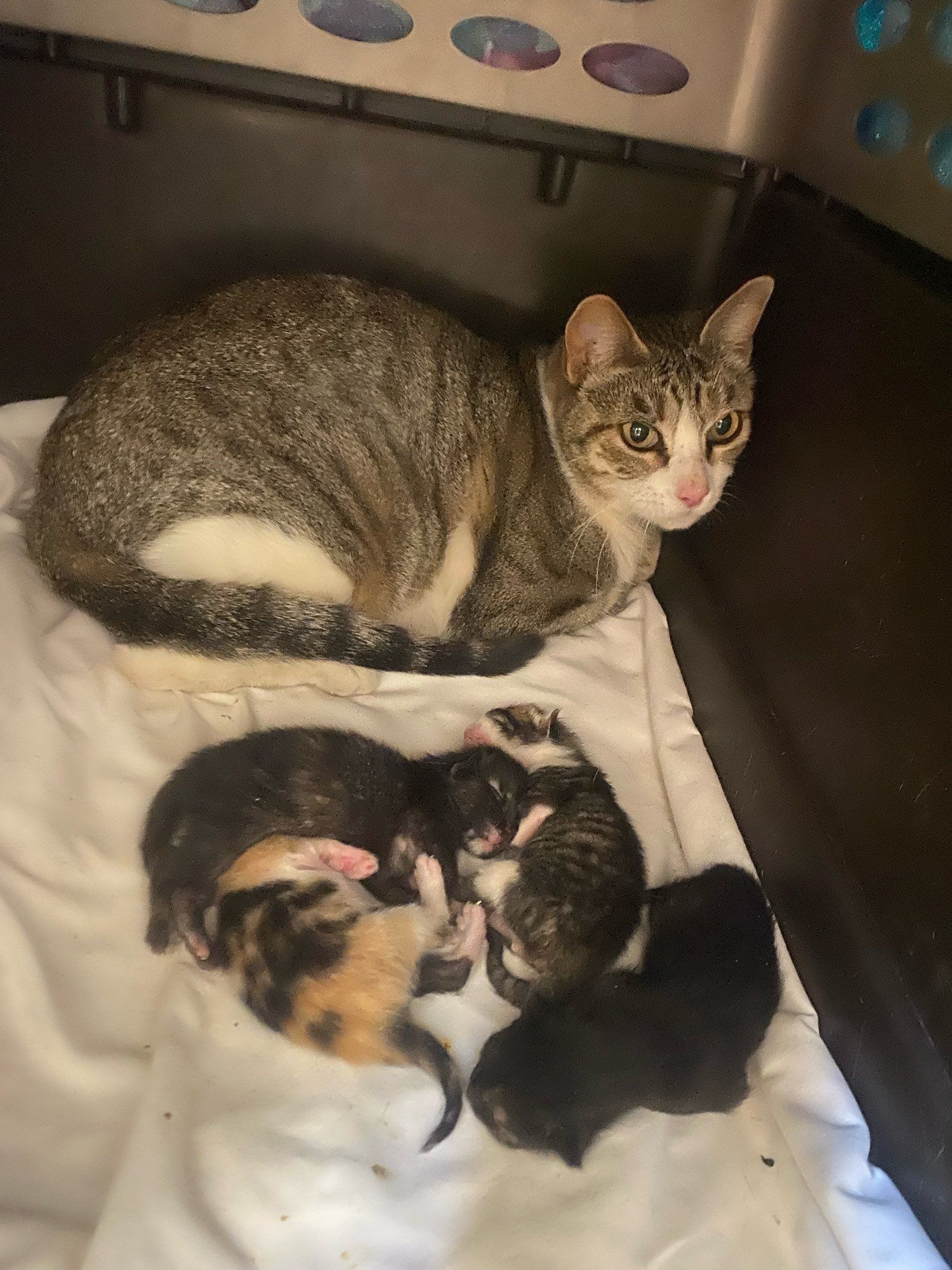 Trans Pecos Dusty Paws Rescue