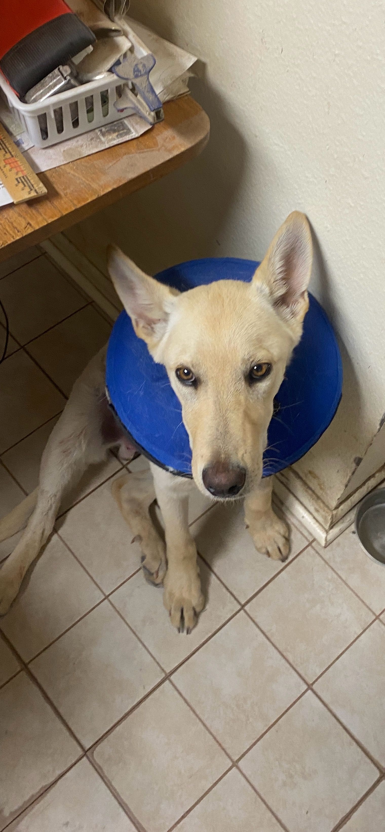 Trans Pecos Dusty Paws Rescue