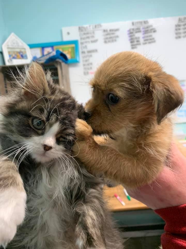 Huron Humane Society Inc