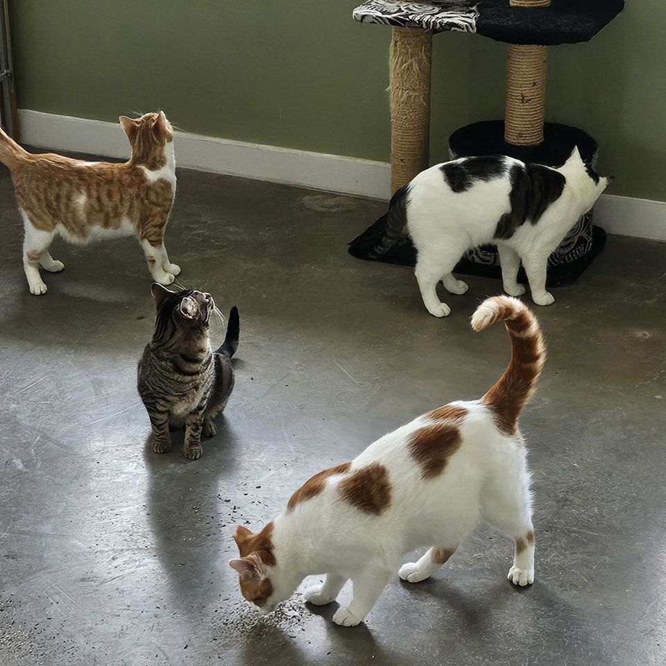 Second Chance Animal Adoption