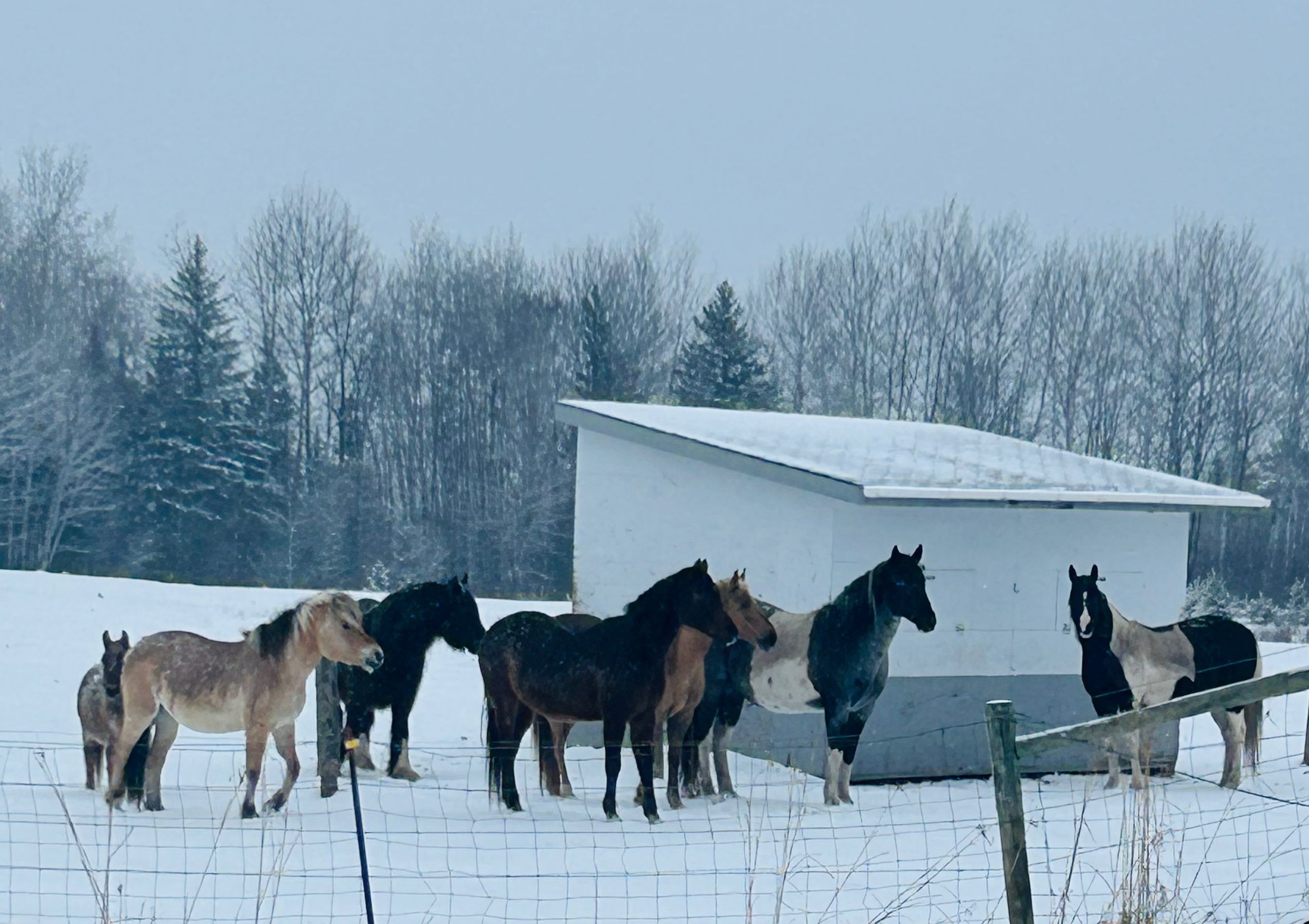 The Jewel Farm Sanctuary