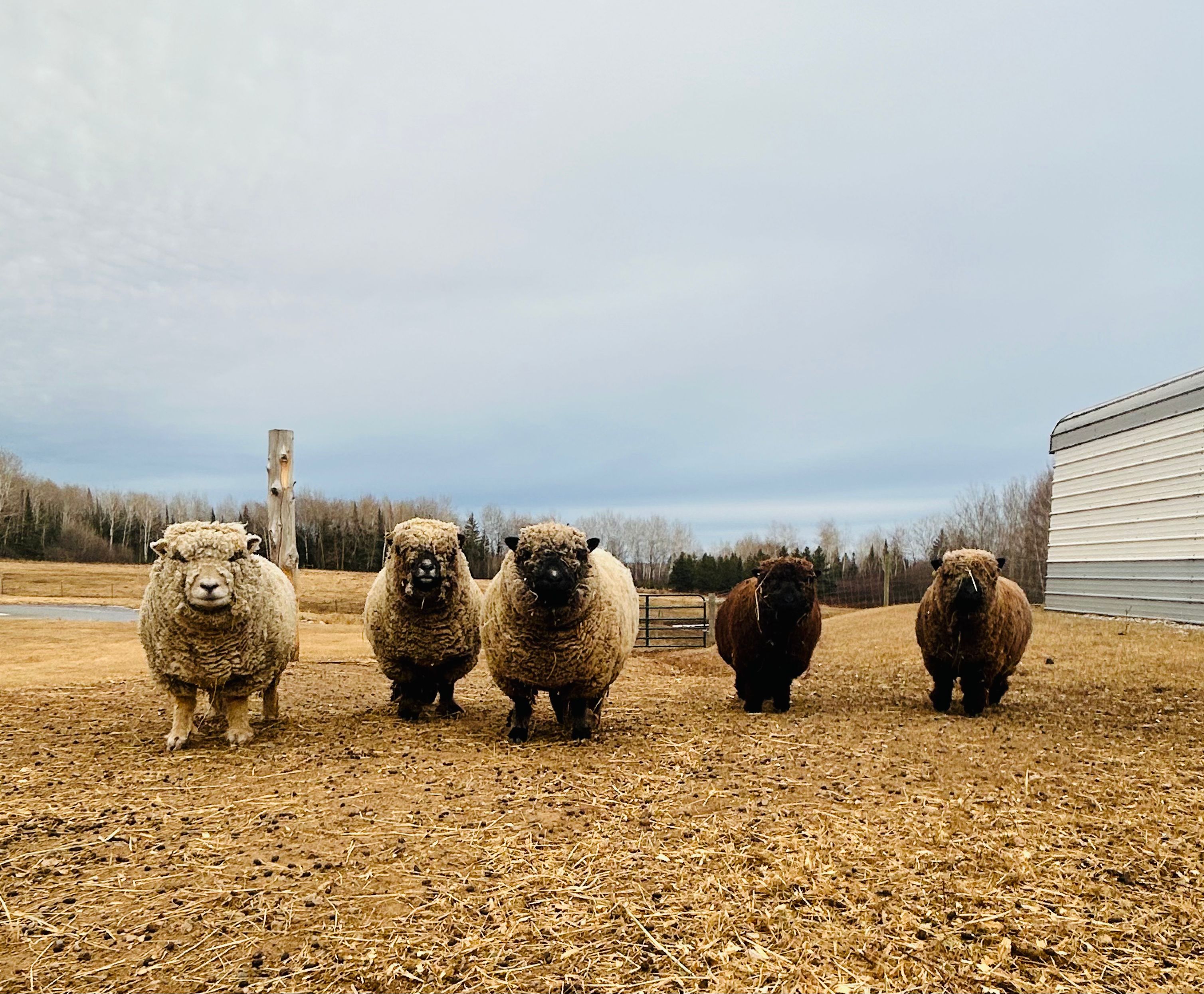 The Jewel Farm Sanctuary