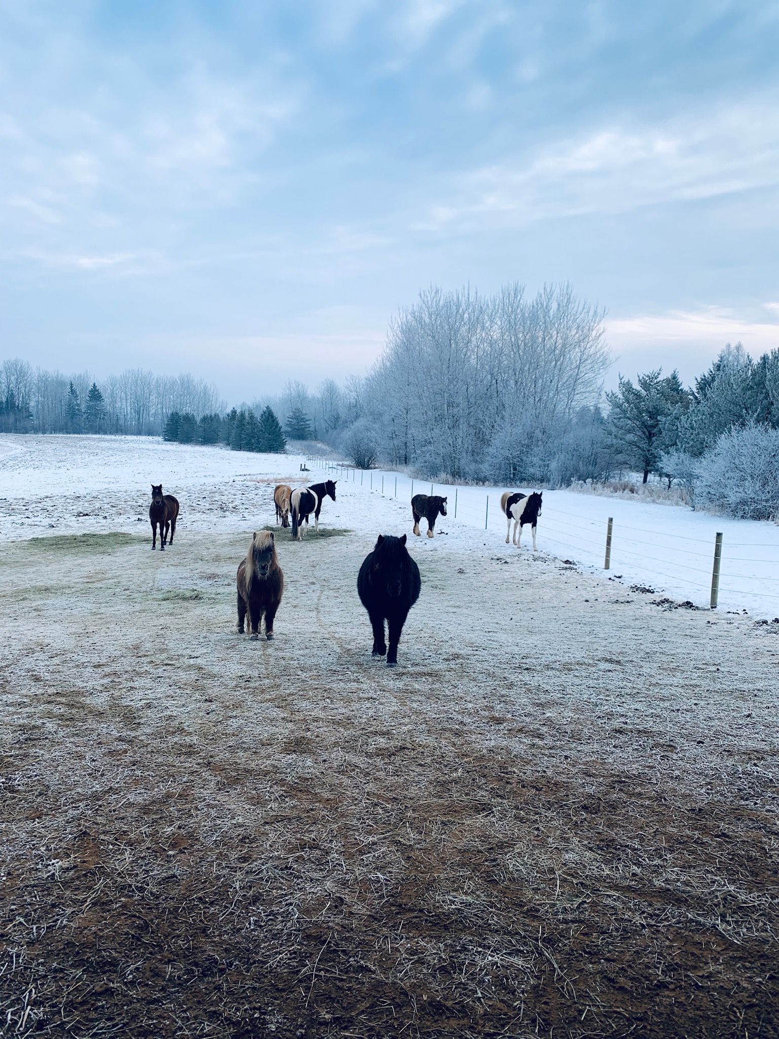 The Jewel Farm Sanctuary