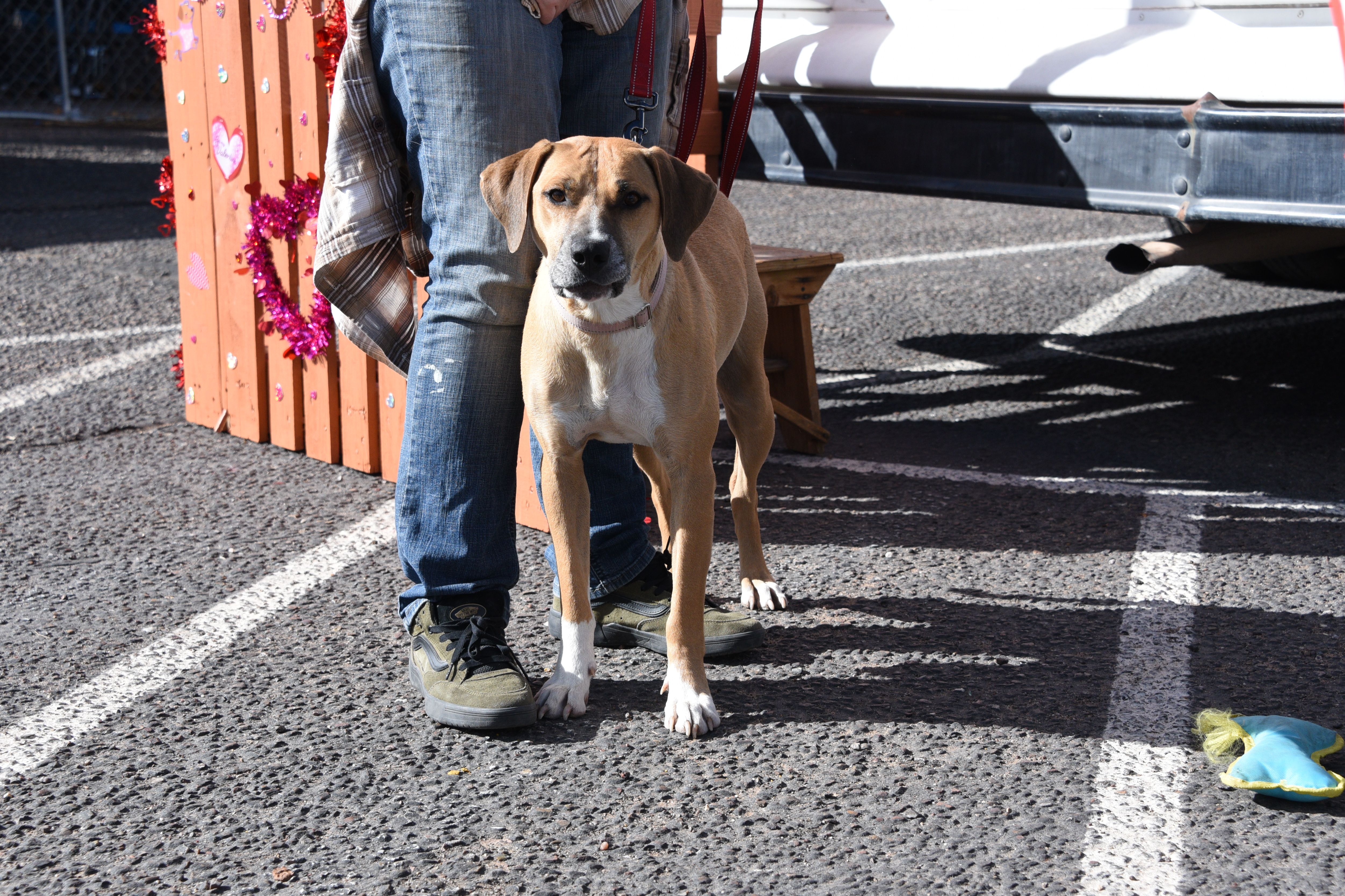 Tails of love rescue