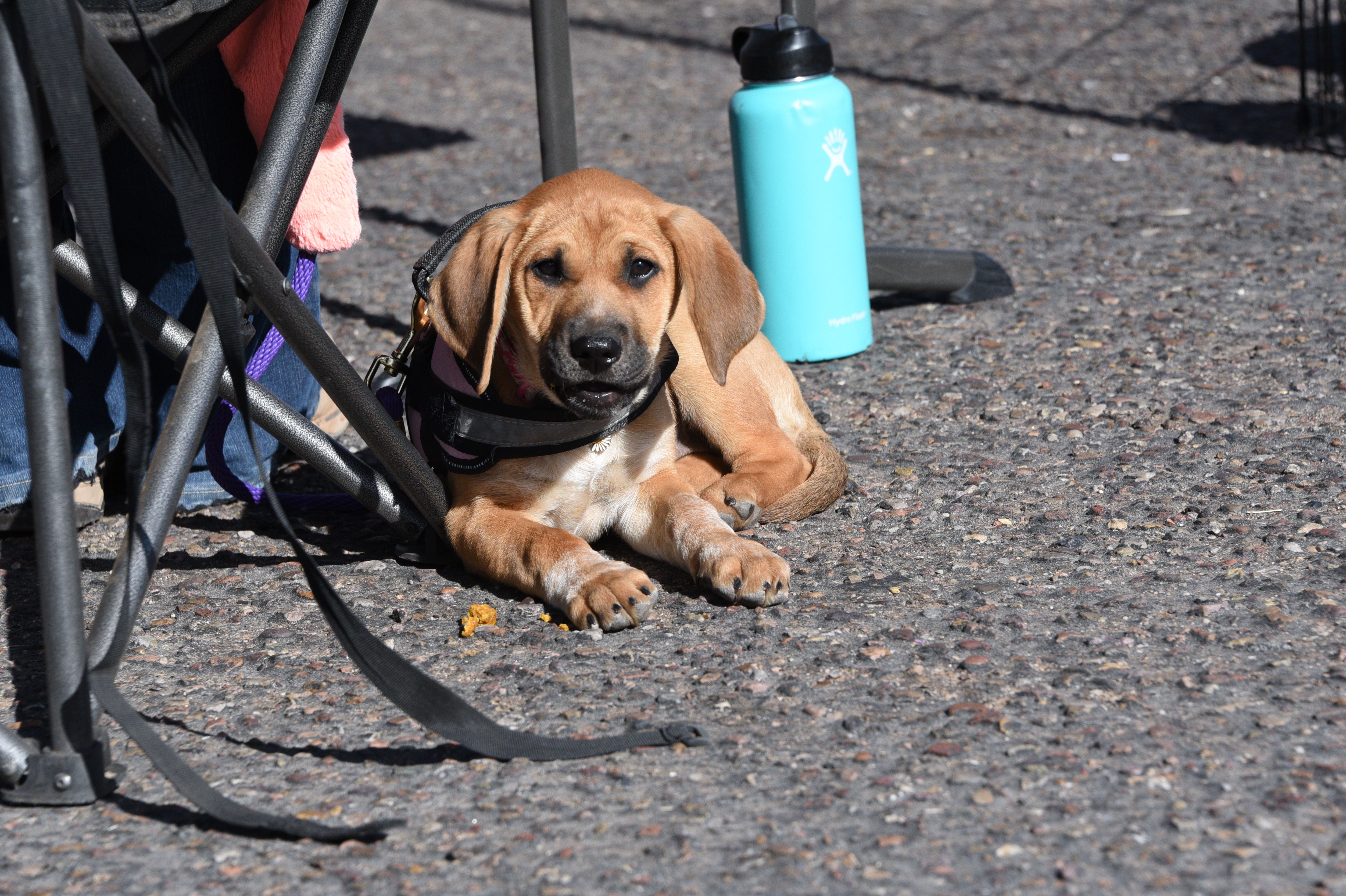 Tails of love rescue