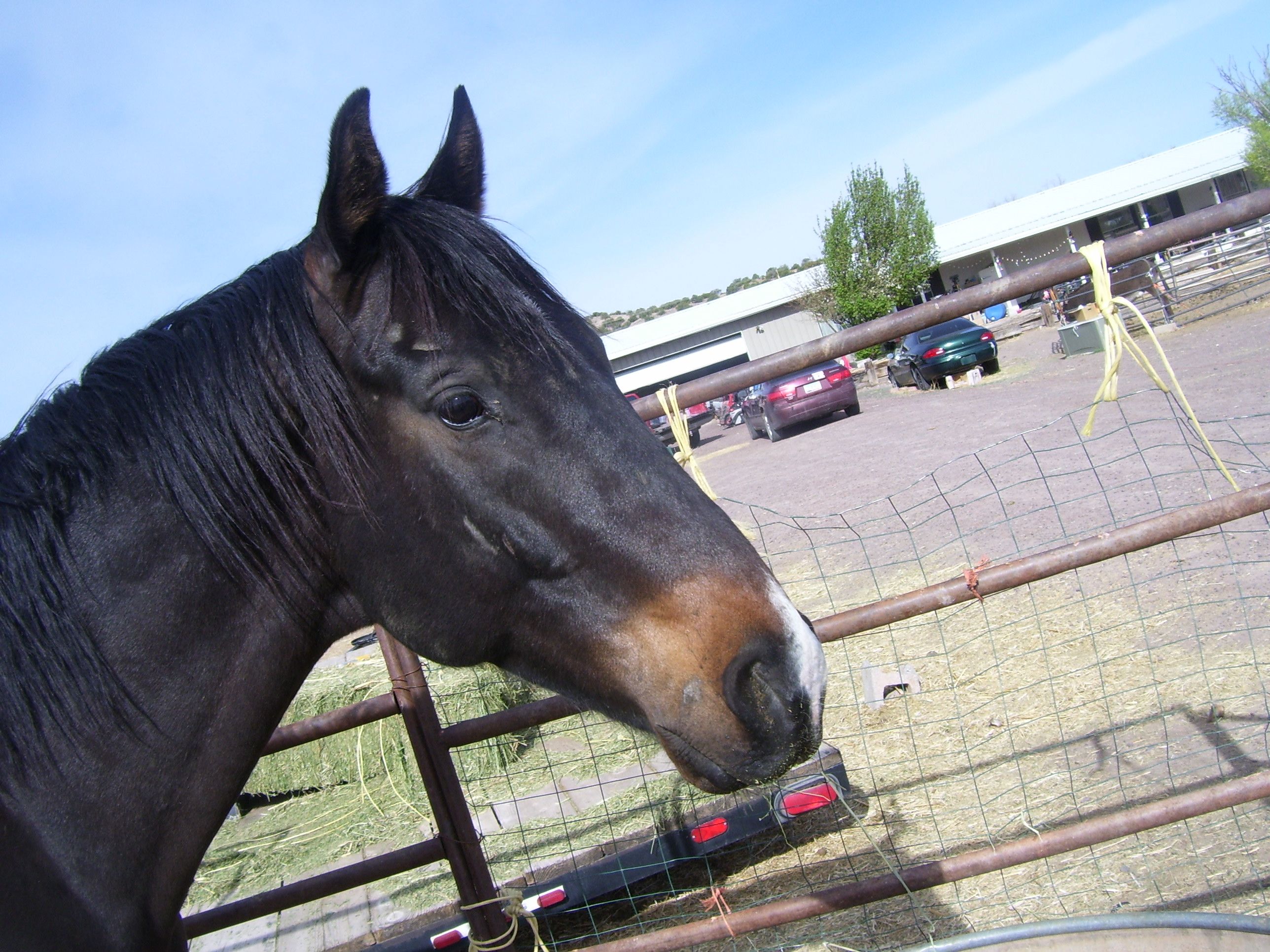 Susan's Place  Rescue