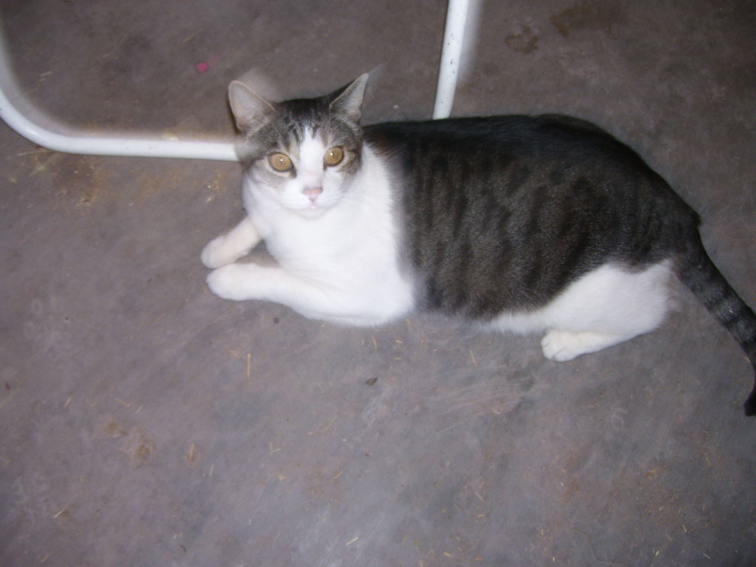 Susan's Place  Rescue