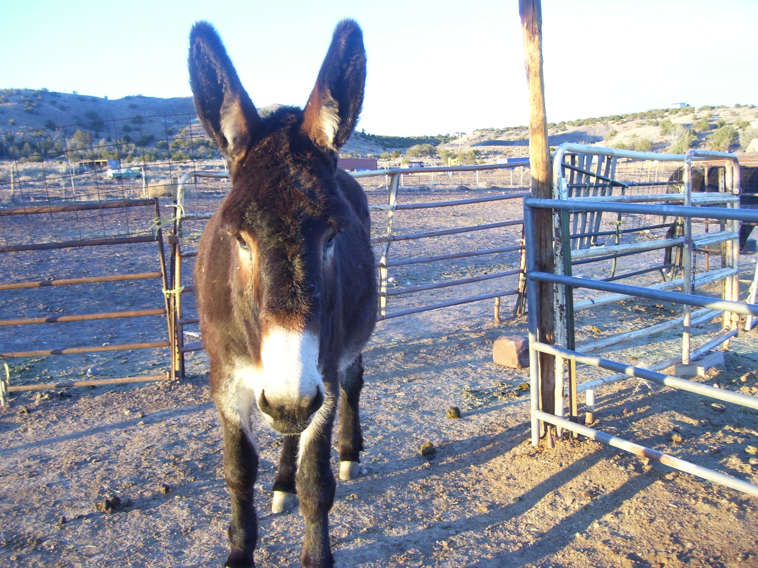 Susan's Place  Rescue