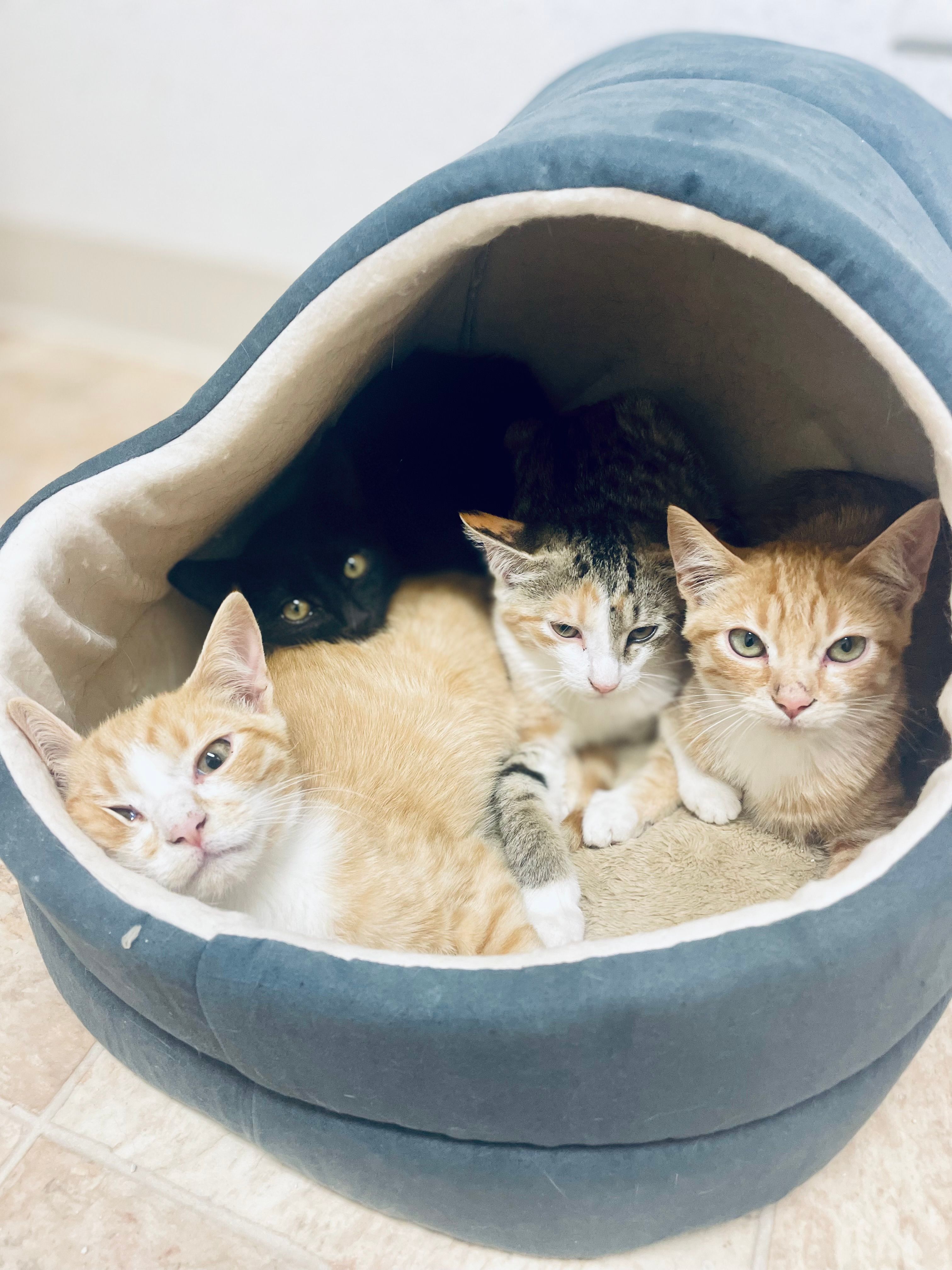 The Humane Society of Pocahontas County Inc