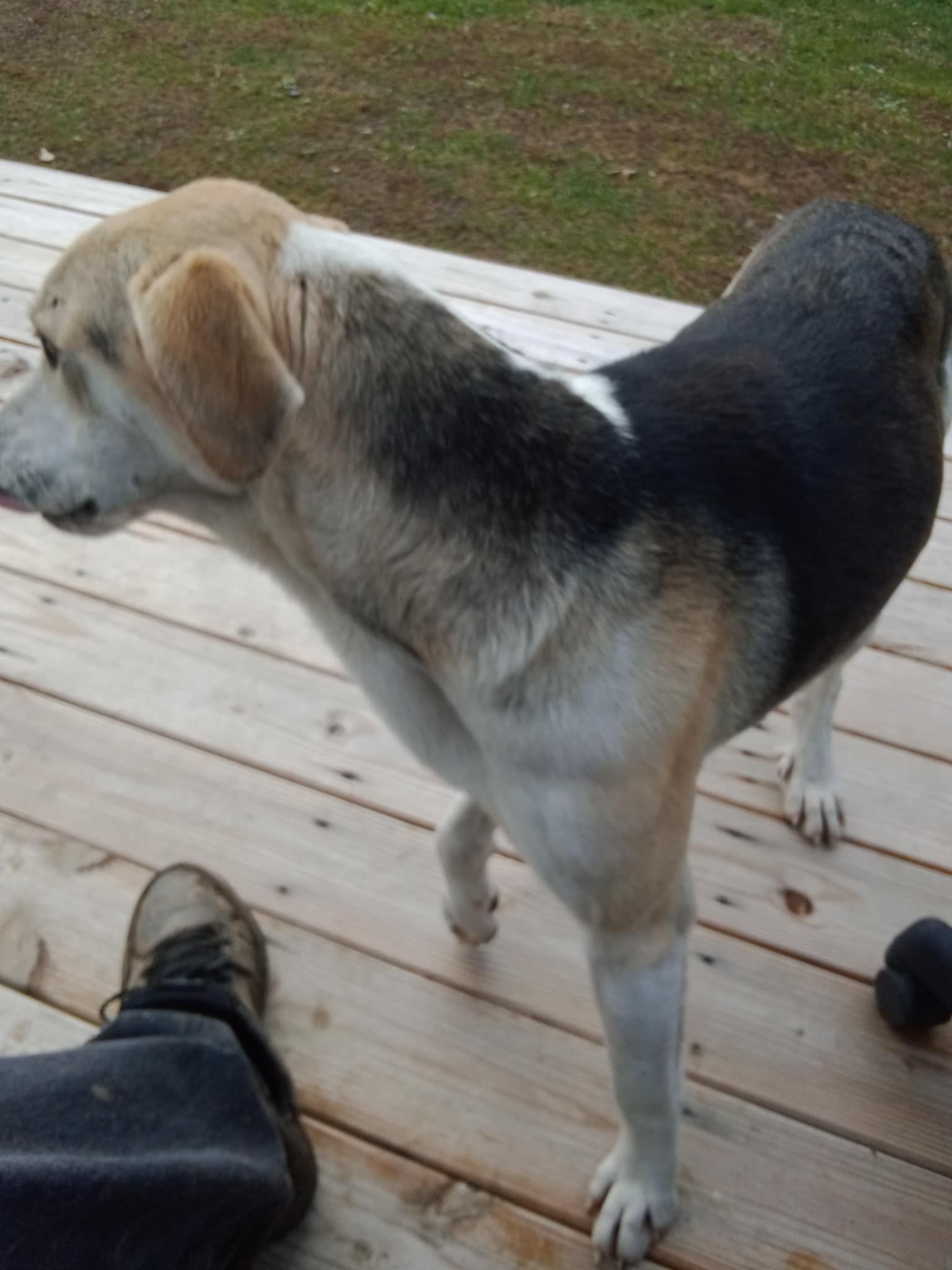 Mud Creek Animal Rescue