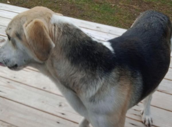 Mud Creek Animal Rescue