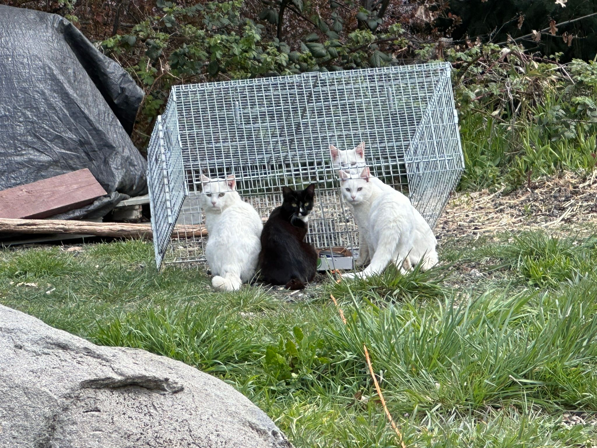 Siskiyou Trap, Alter and Release