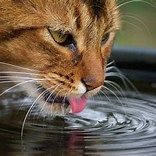 Siskiyou Trap, Alter and Release