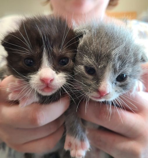 Washburn County Area Humane Society