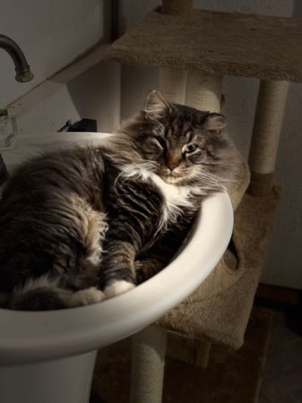 Beautiful Hearts Rescue and Horse Sanctuary, Ltd.