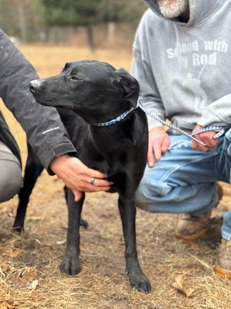 Beautiful Hearts Rescue and Horse Sanctuary, Ltd.