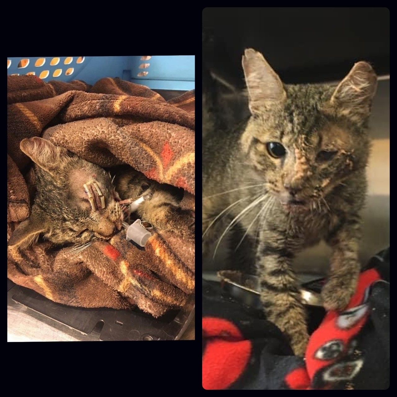 Animal Foster Care Cat Shelter