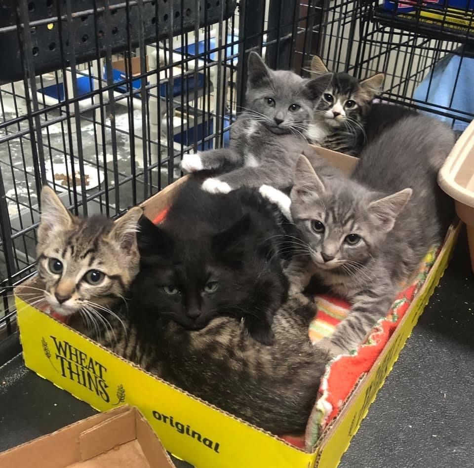 Animal Foster Care Cat Shelter