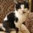 Elsas Feral Spay/Neuter Project & Kitten/Senior Cat Rescue
