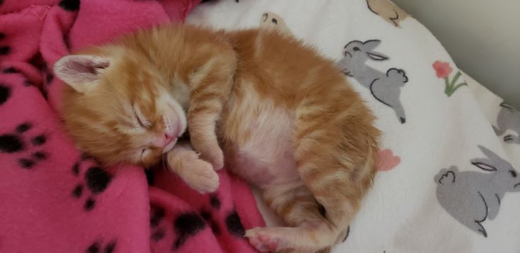 Elsas Feral Spay/Neuter Project & Kitten/Senior Cat Rescue