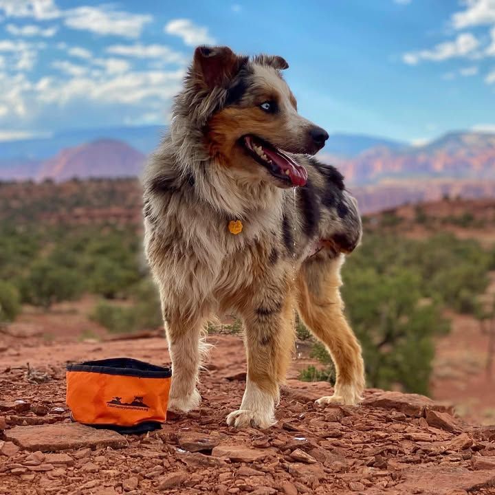 Color Country Animal Welfare