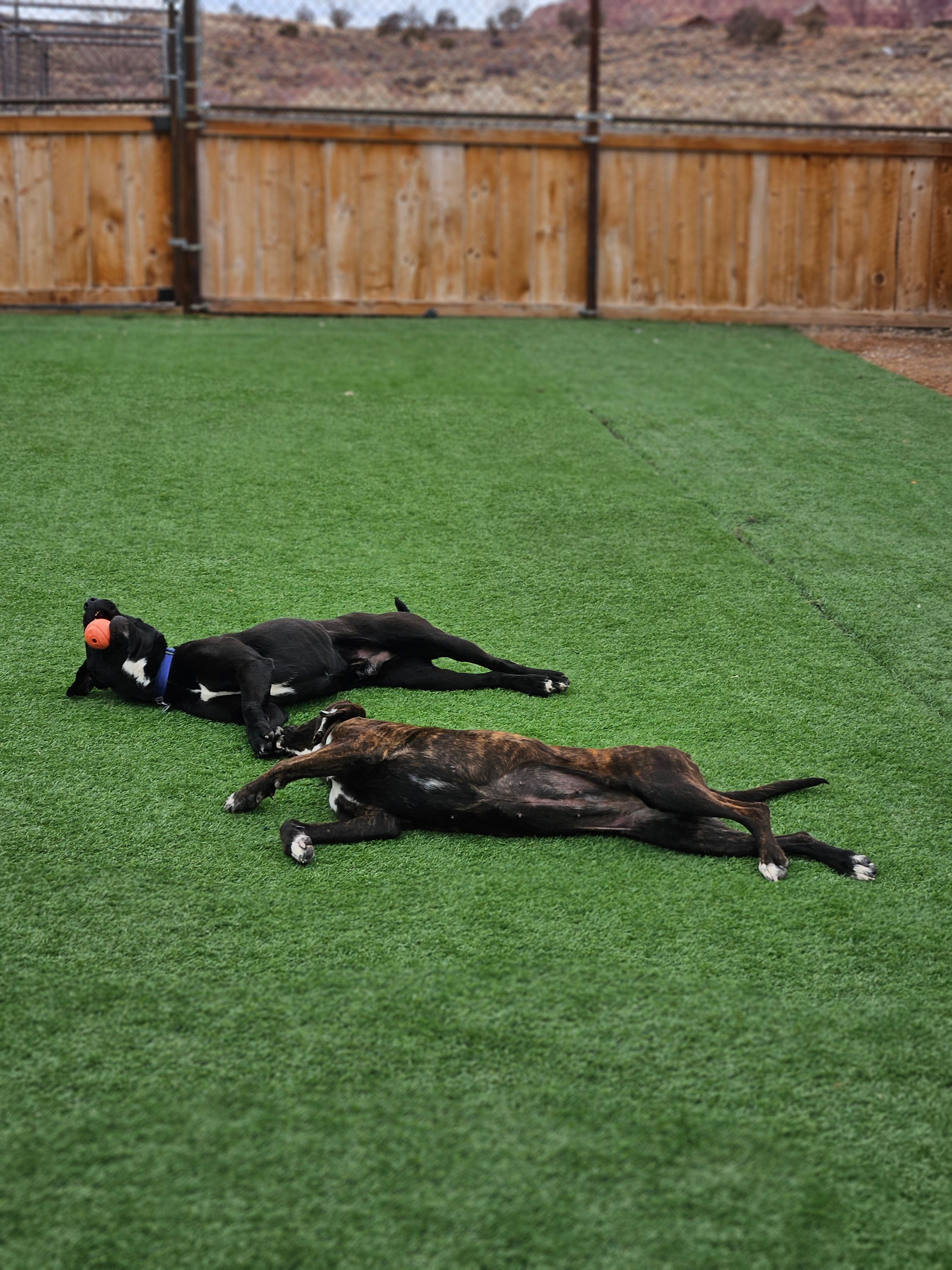 Color Country Animal Welfare