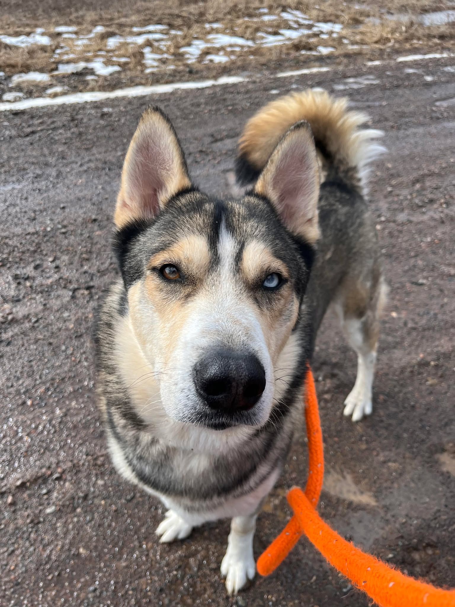 Catkins Animal Rescue Inc