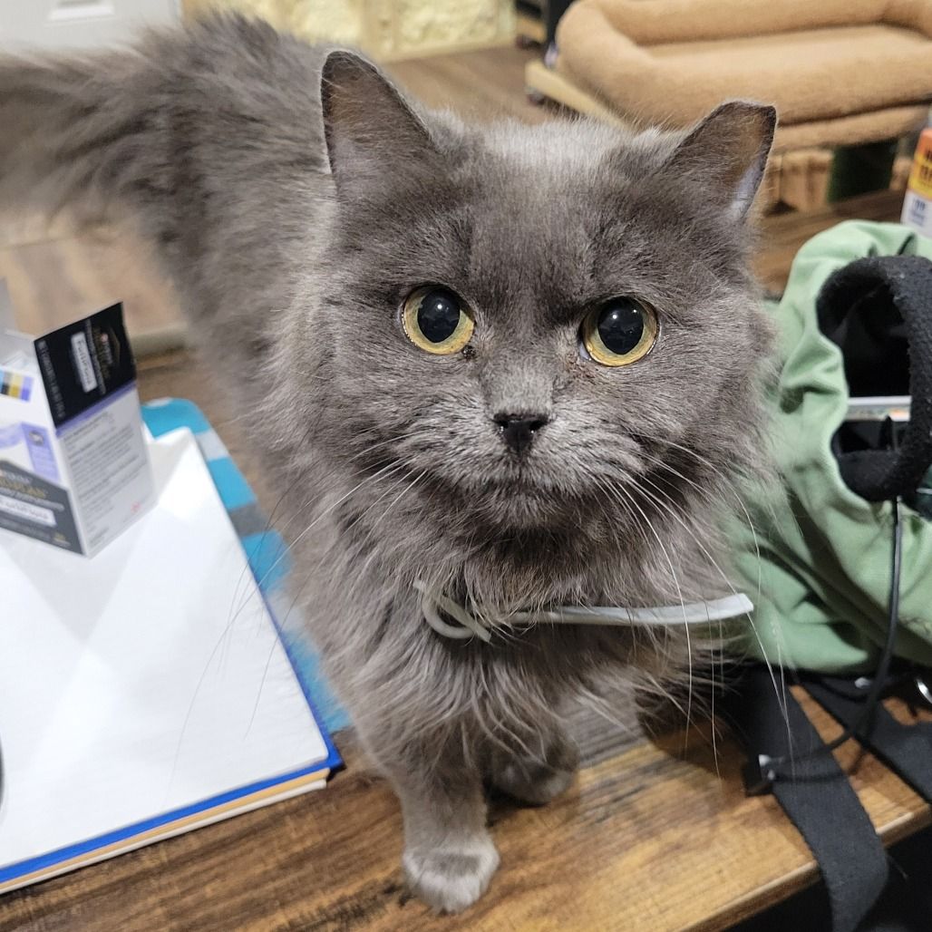 Catkins Animal Rescue Inc