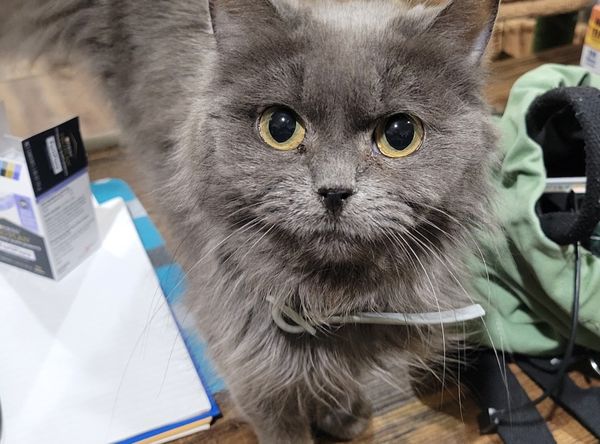 Catkins Animal Rescue Inc