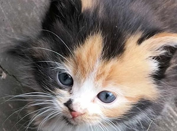 Catkins Animal Rescue Inc