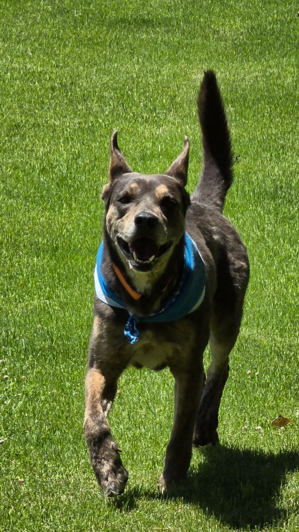 Page Animal Adoption Agency