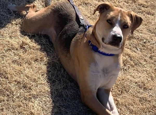 Paws & Claws Animal Rescue of Quay County