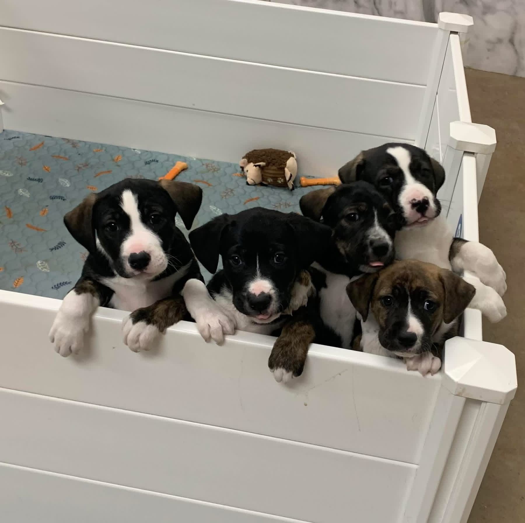 Paws & Claws Animal Rescue of Quay County