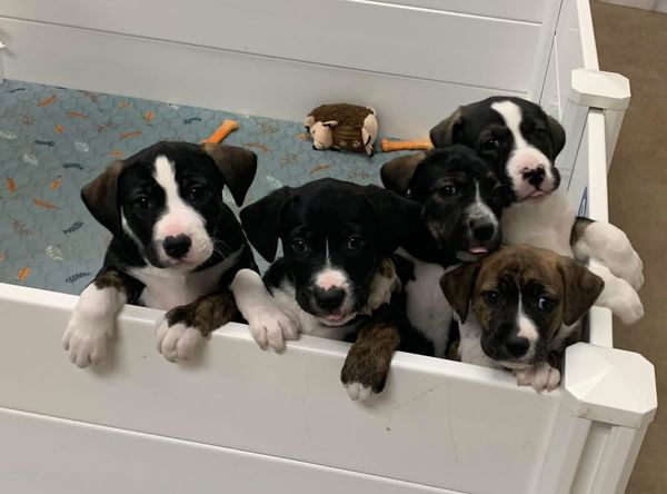 Paws & Claws Animal Rescue of Quay County