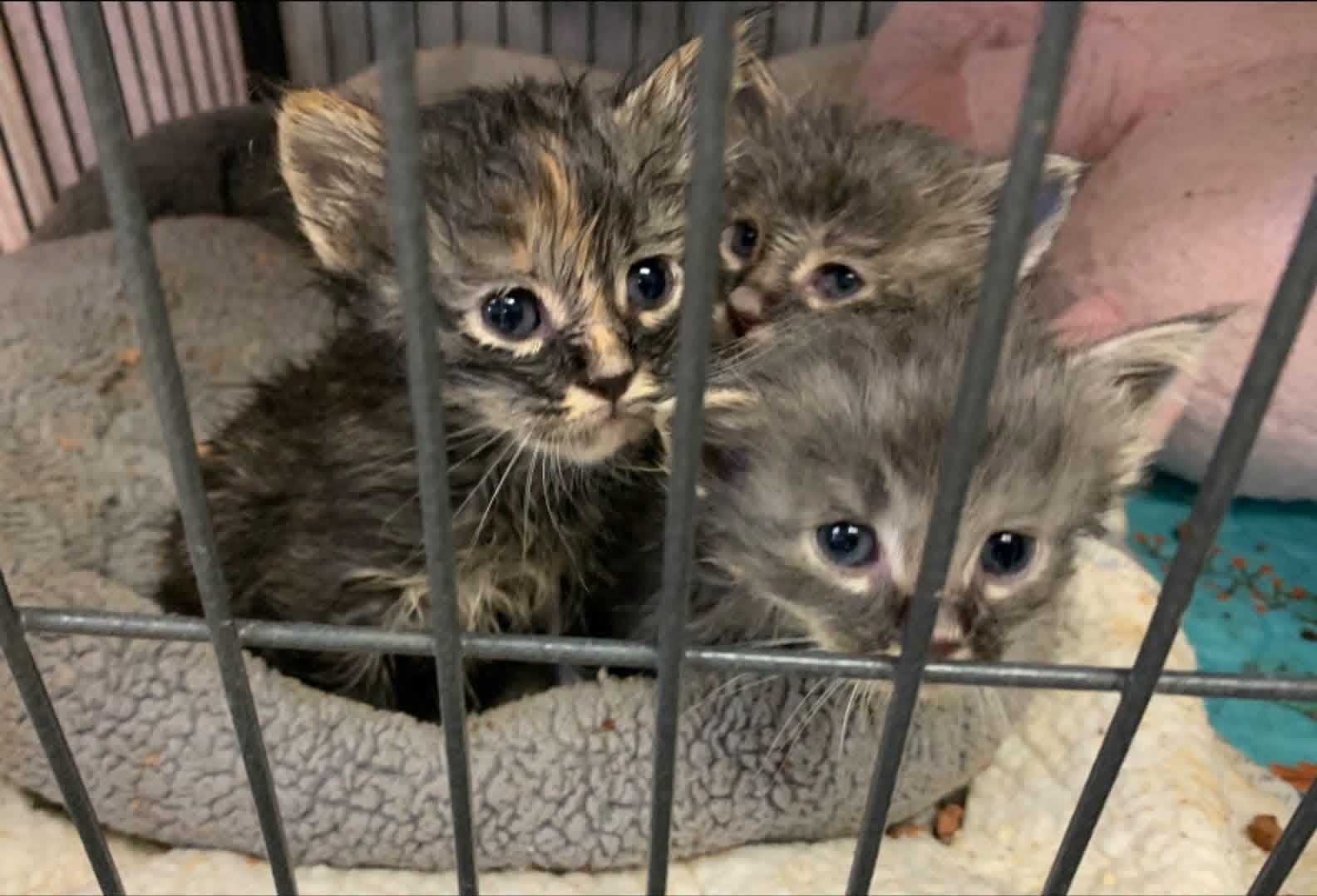 Paws & Claws Animal Rescue of Quay County