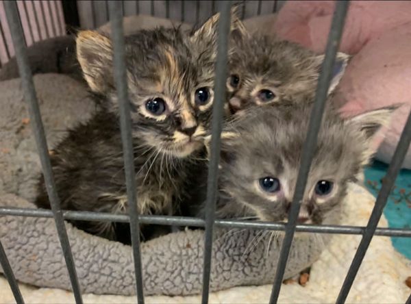 Paws & Claws Animal Rescue of Quay County