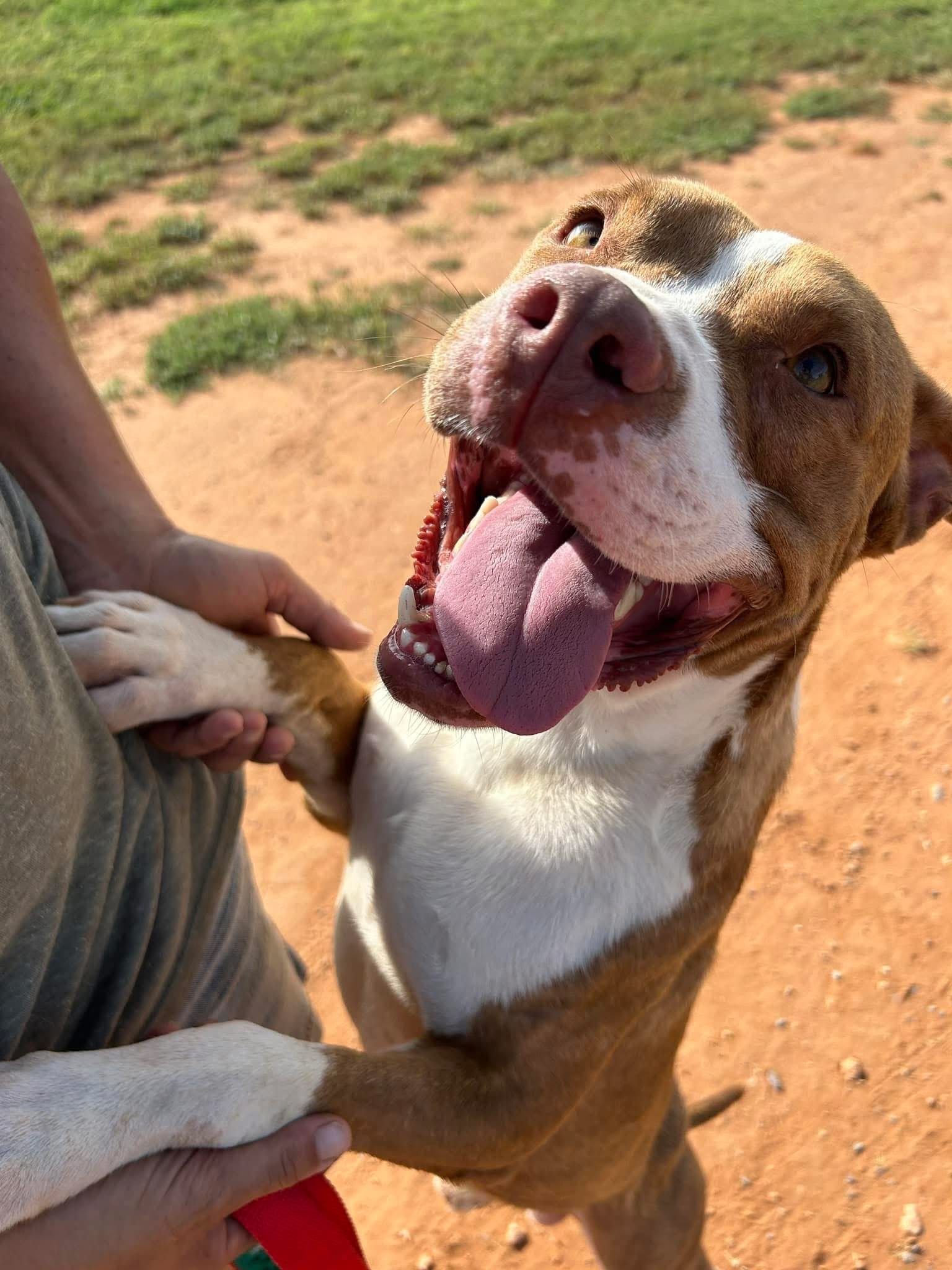 Wellington Rescue Shelter