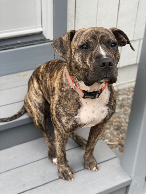 Spay And Neuter Intermountain Pets And Pet Placement SNIPP