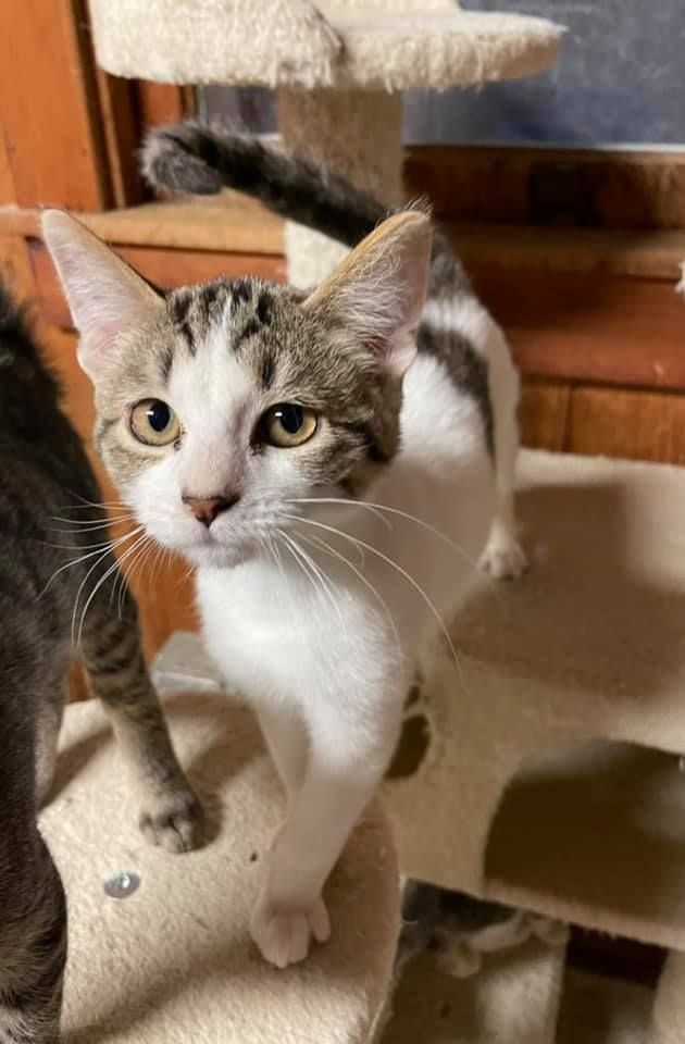 Spay And Neuter Intermountain Pets And Pet Placement SNIPP