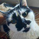 A Cat Rescue Out In The Sticks