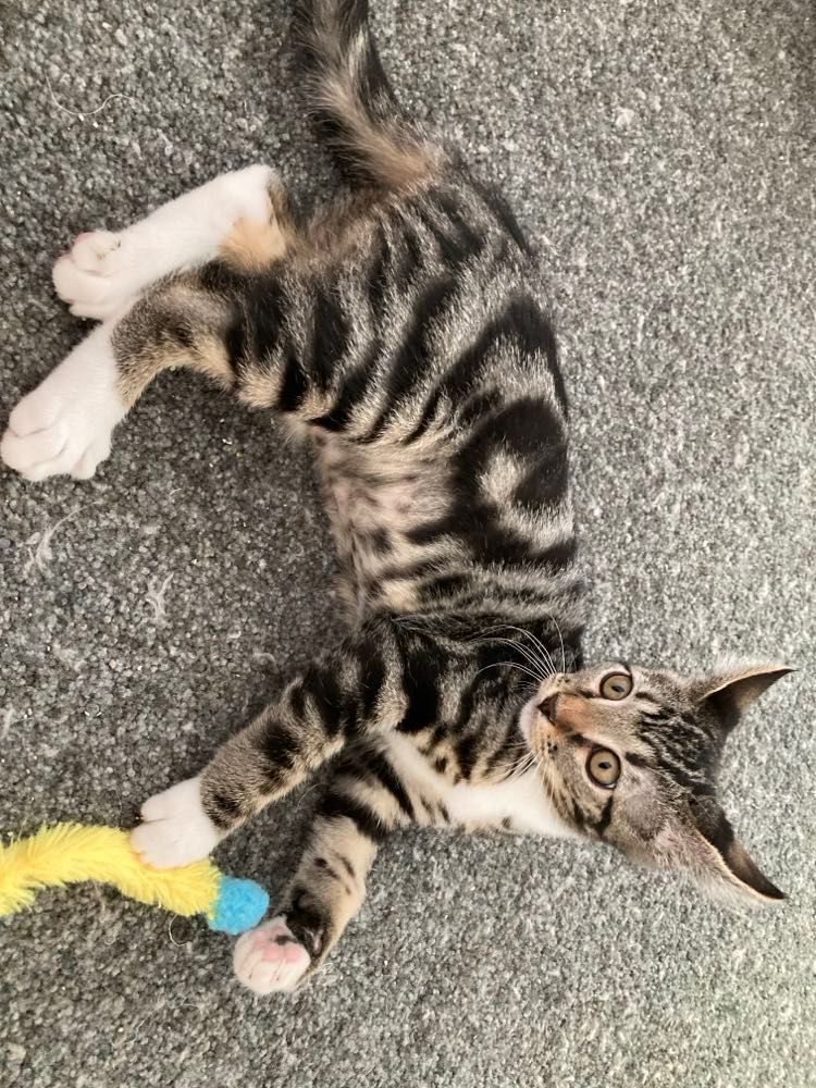 Small Town Community Cats INC