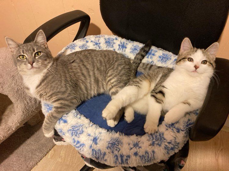 Small Town Community Cats INC