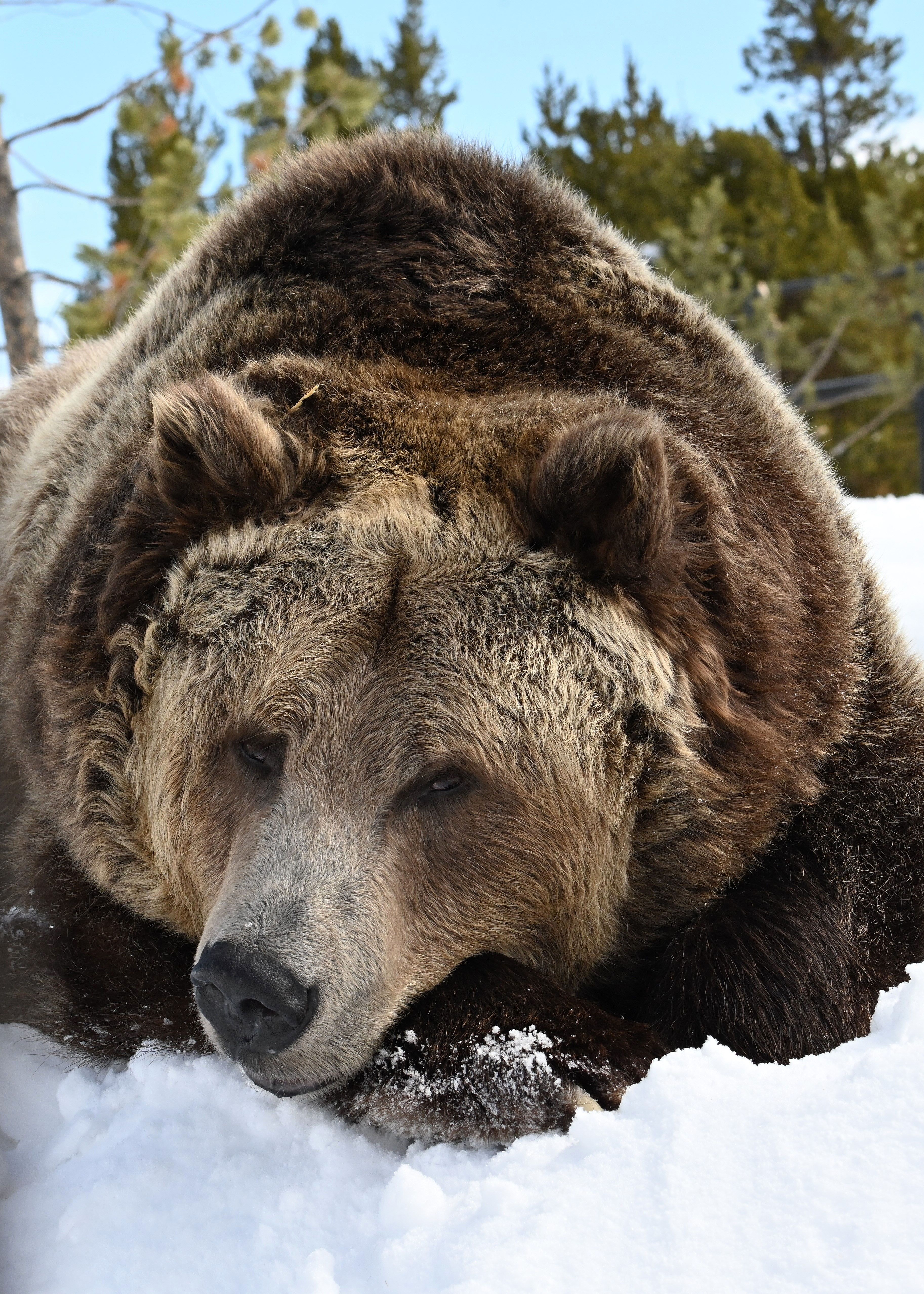 Grizzly and Wolf Discovery Center