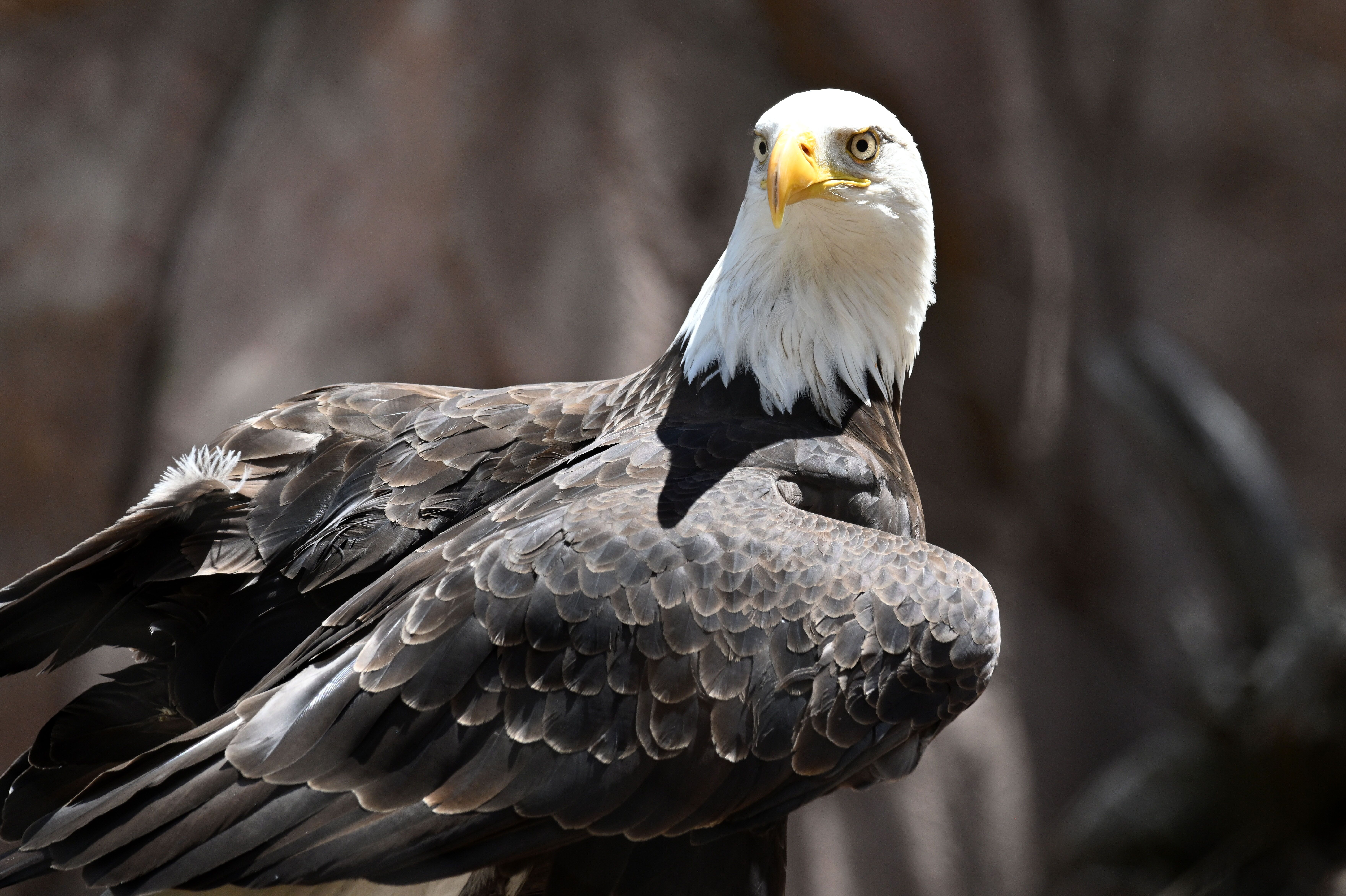 Grizzly and Wolf Discovery Center